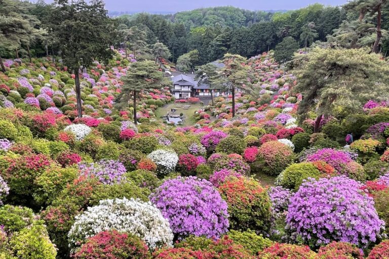 ツツジが咲き誇る塩船観音寺