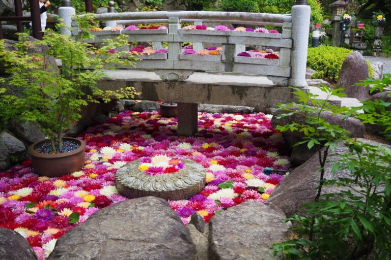 岡寺のダリア